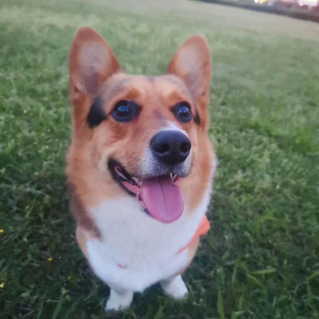 Where to Find Reliable Pet Toys Manufacturer in China? Xin Yi Pet Toys